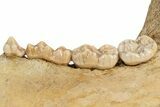 Fossil Cave Bear (Ursus spelaeus) Lower Jaw - Romania #243213-2